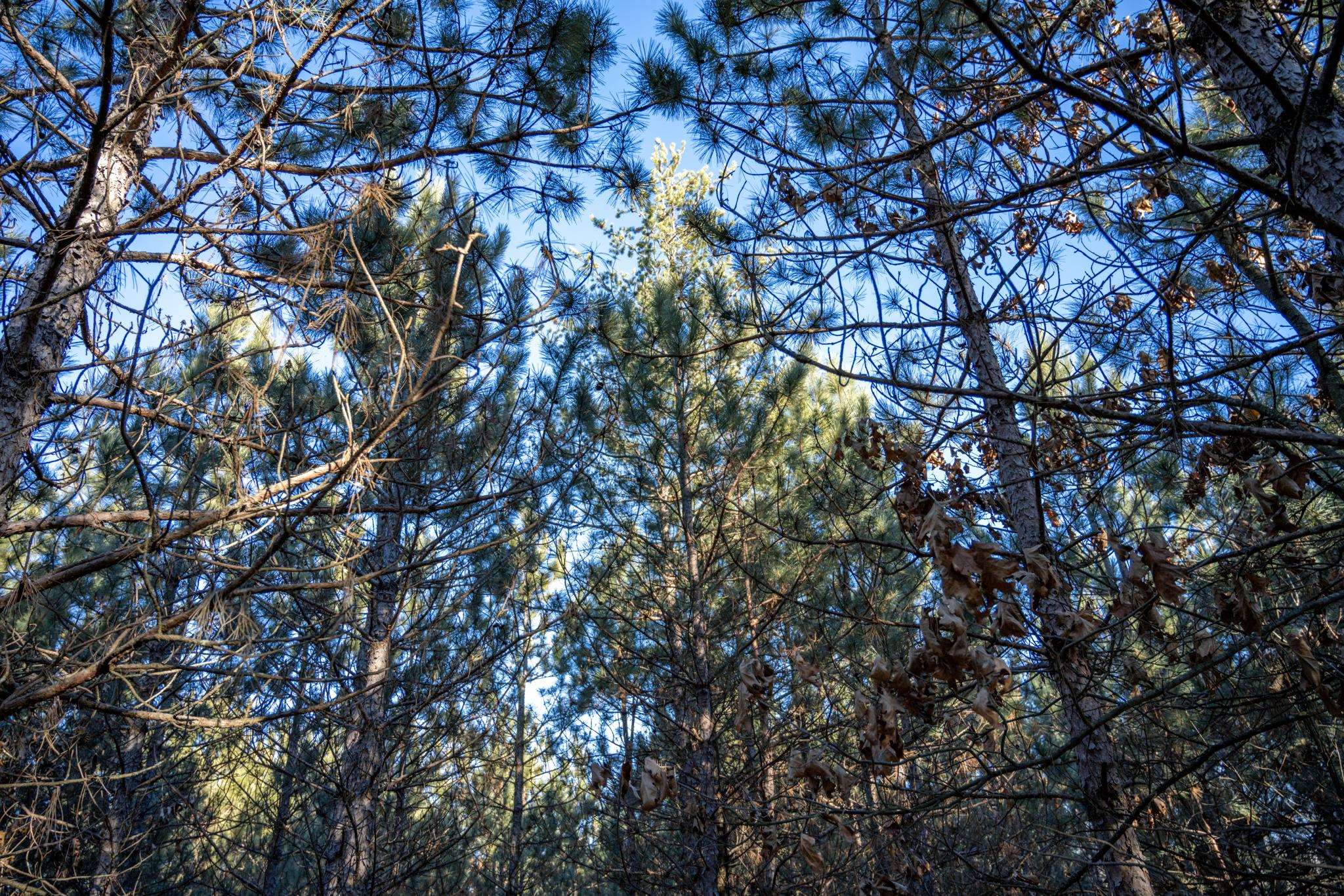 Lot 2 11th Friendship, WI 53934 - Photo 11 of 26