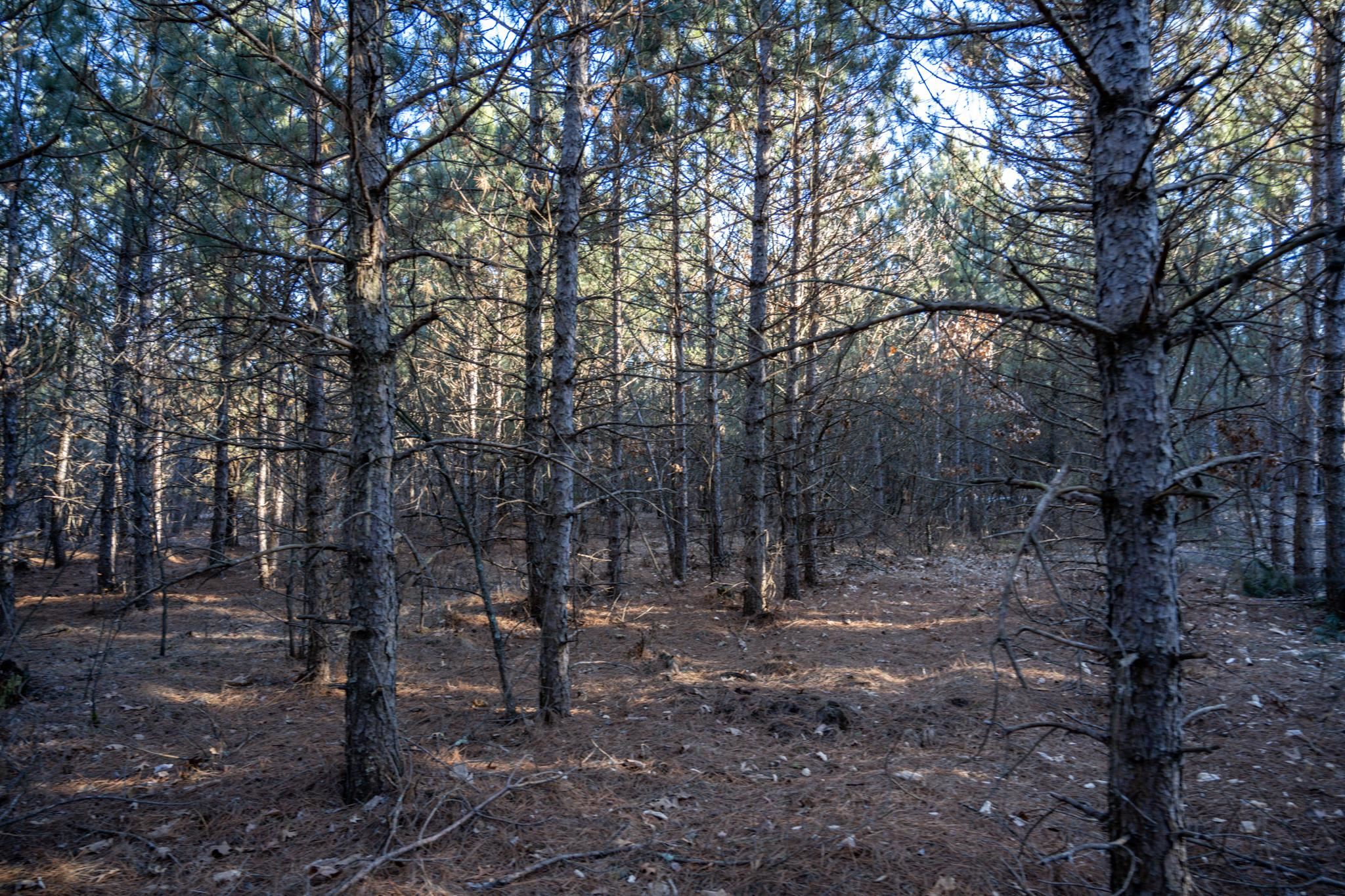 Lot 2 11th Friendship, WI 53934 - Photo 15 of 26