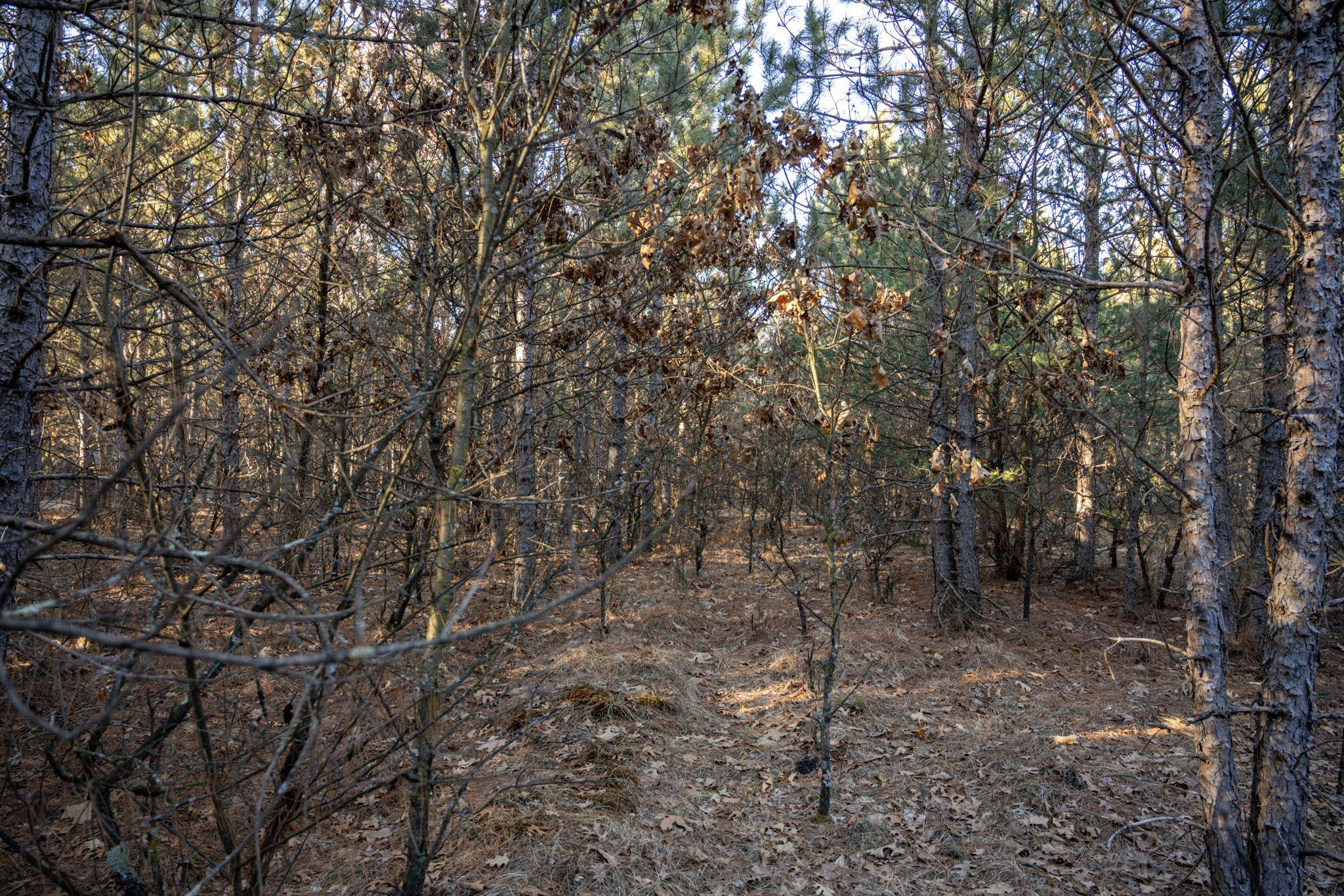 Lot 2 11th Friendship, WI 53934 - Photo 20 of 26