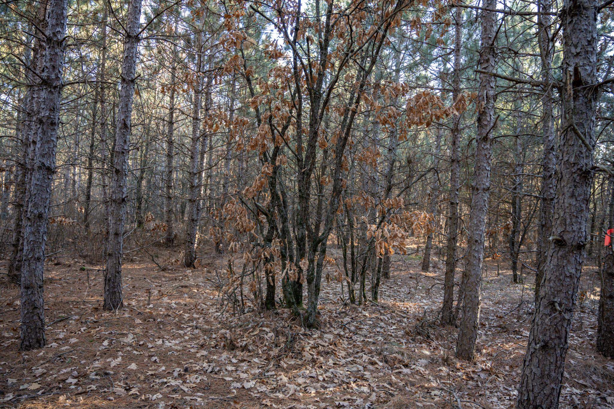 Lot 2 11th Friendship, WI 53934 - Photo 22 of 26
