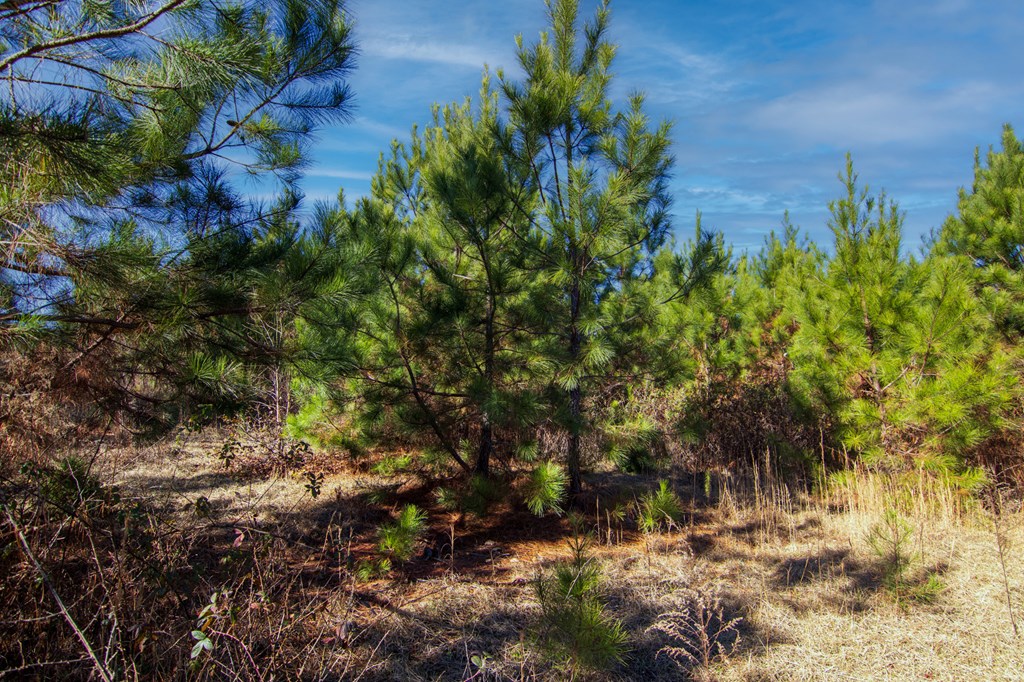 0 Chestnut Grove Road Shiloh, GA 31826 - Photo 19 of 26