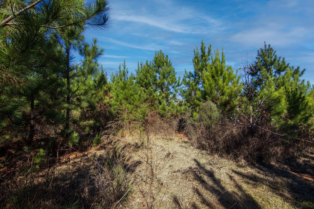 0 Chestnut Grove Road Shiloh, GA 31826 - Photo 21 of 26