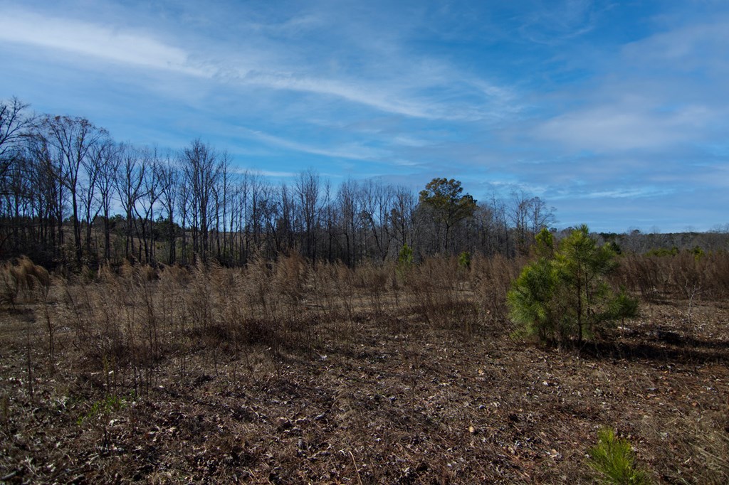 0 Chestnut Grove Road Shiloh, GA 31826 - Photo 4 of 26