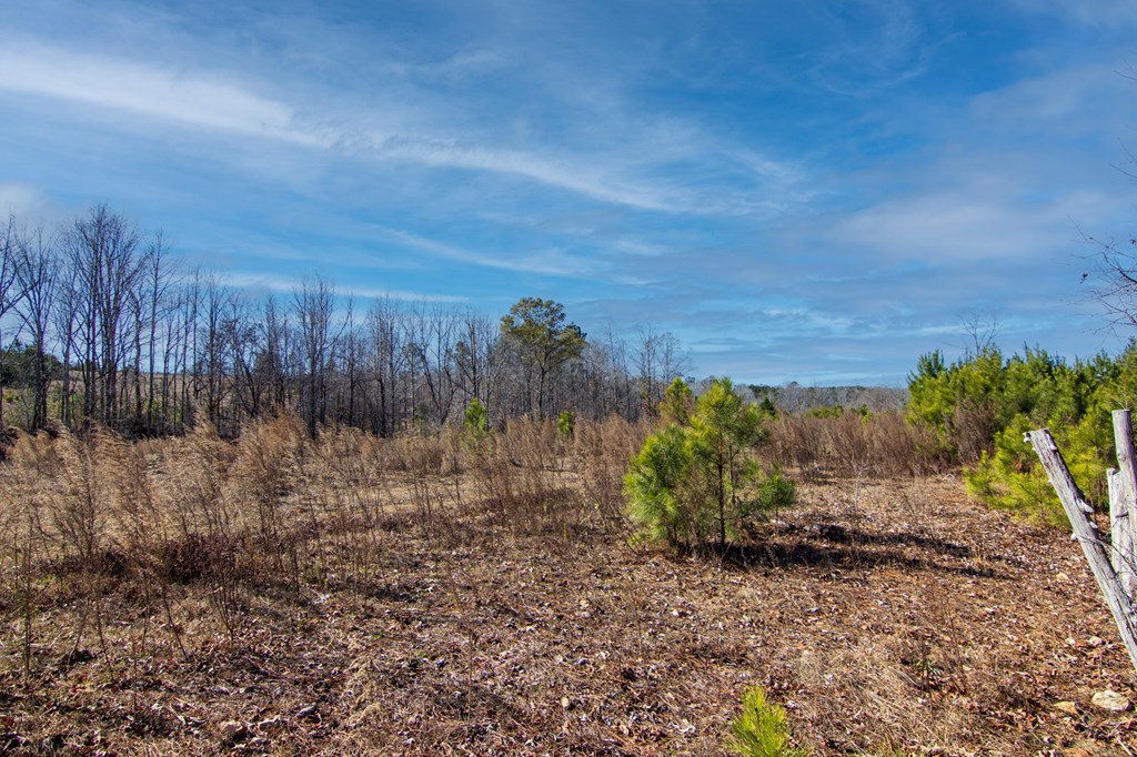 0 Chestnut Grove Road Shiloh, GA 31826 - Photo 6 of 26