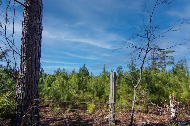 a view of a yard with trees
