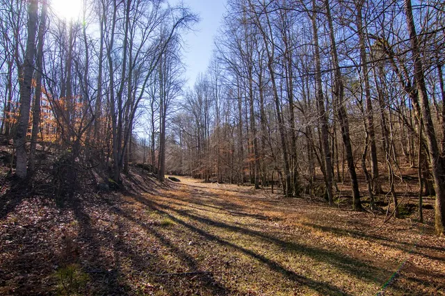 a view of a backyard with large trees