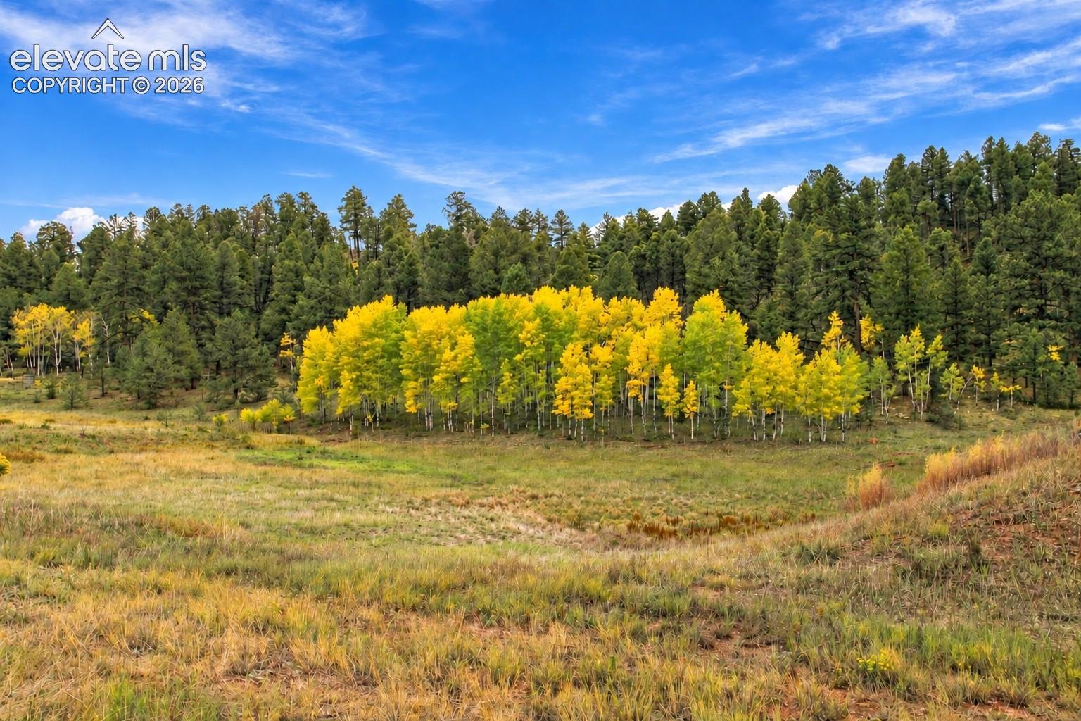 3303 Trail Creek Road Lake George, CO 80827 - Photo 20 of 50 Aspen Grove