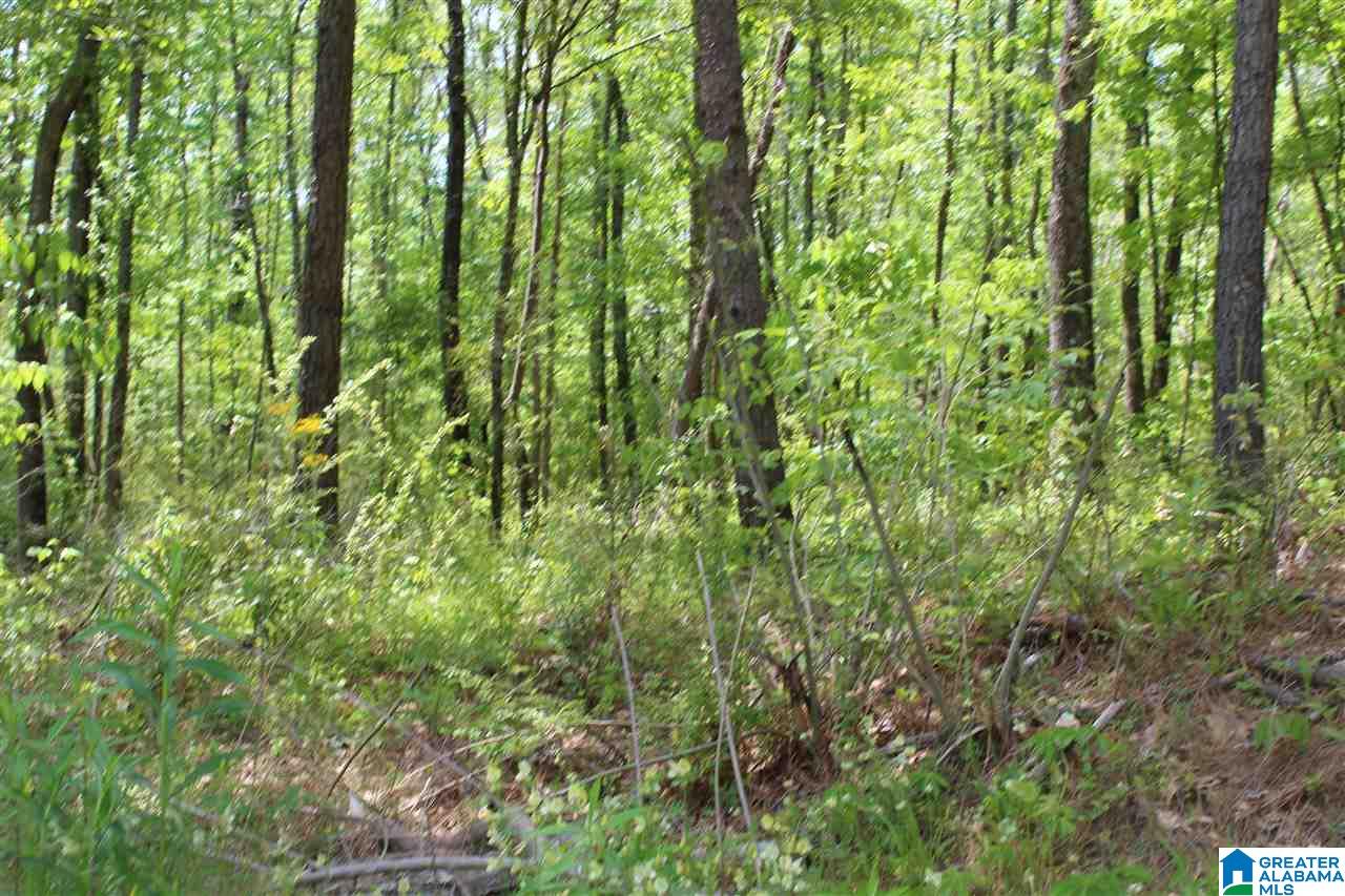 Sand Valley Road, Unit 1 Remlap, AL 35133 - Photo 1 of 1