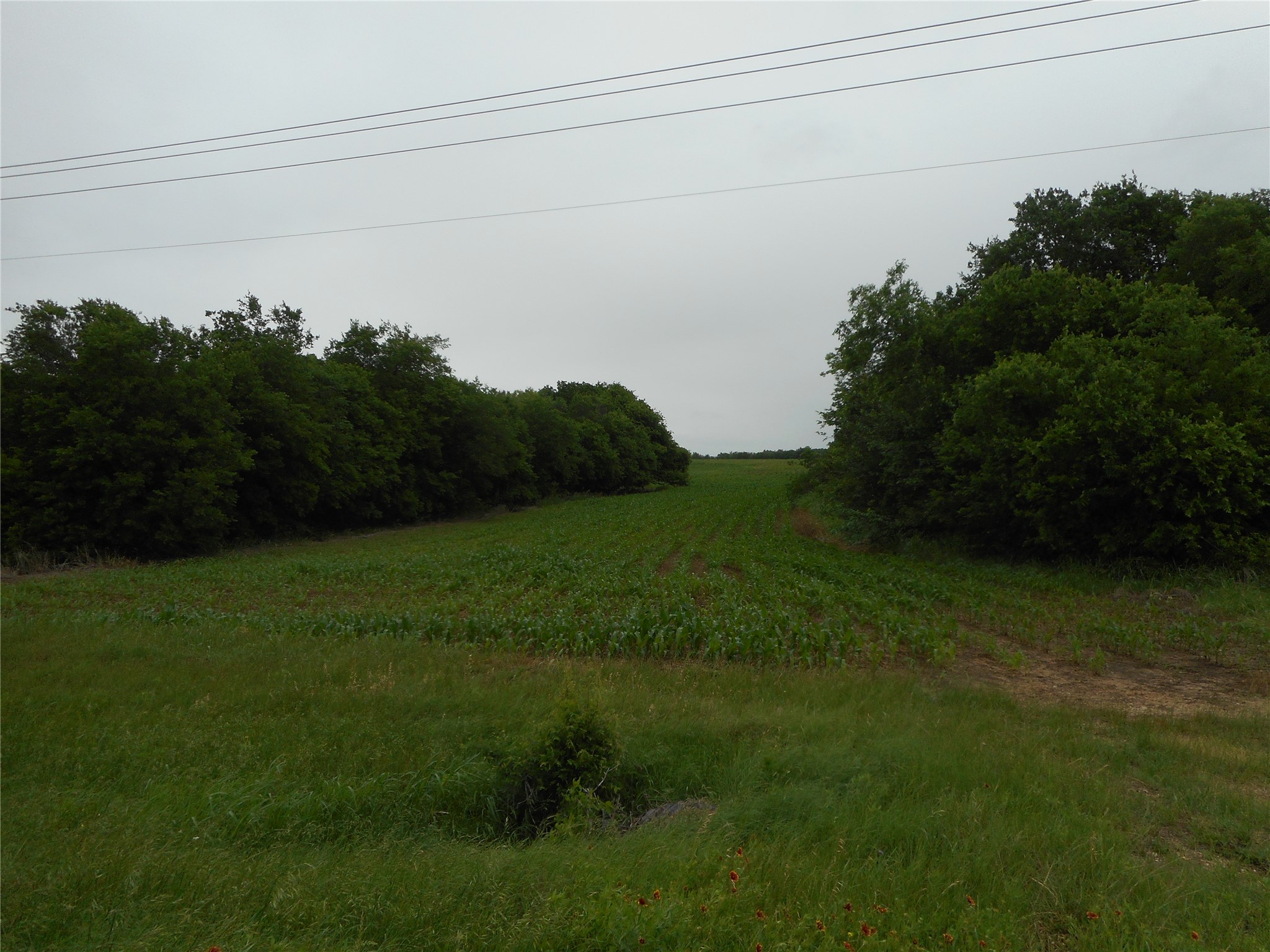 619 North Rd Taylor Tx 76574 Road Taylor, TX 76574 - Photo 11 of 15 The property features extensive green space with cultivated rows and mature trees