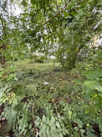 a view of a lush green forest