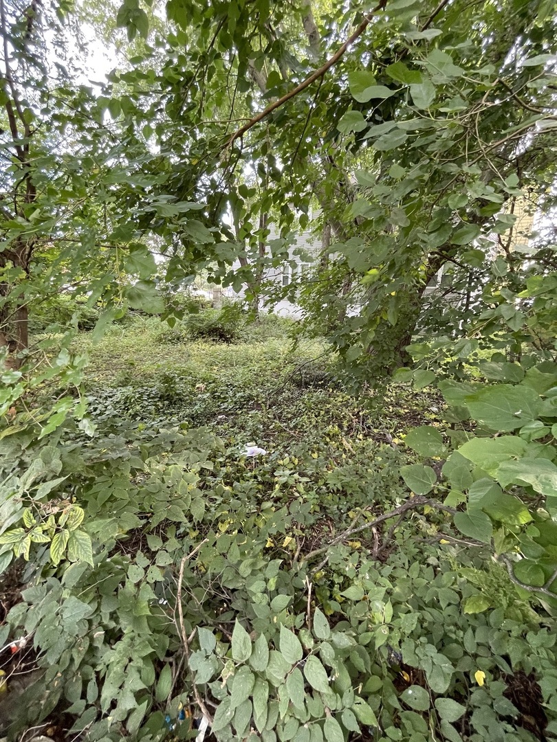 2841 East 89th Street Chicago, IL 60617 - Photo 6 of 8 a view of a lush green forest