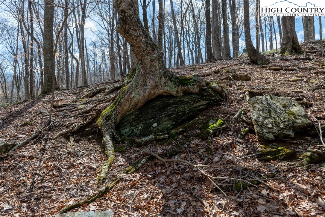 Lot 36 Poplar Forest Drive Boone, NC 28607 - Photo 15 of 21 a view of a backyard of the house
