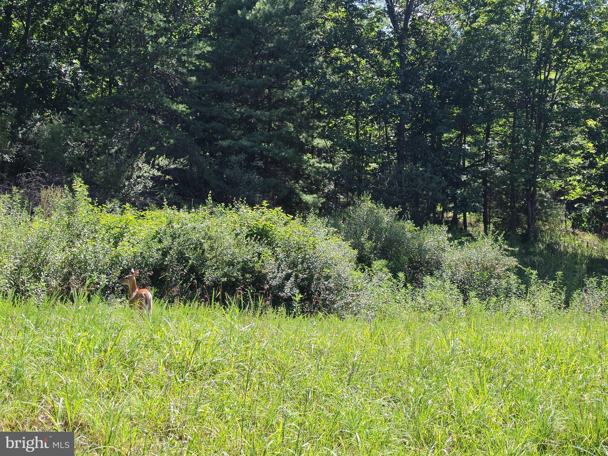 Lot 75 Hunters Rdg Trail Milam, WV 26838 - Photo 28 of 49 Gallery Image 28
