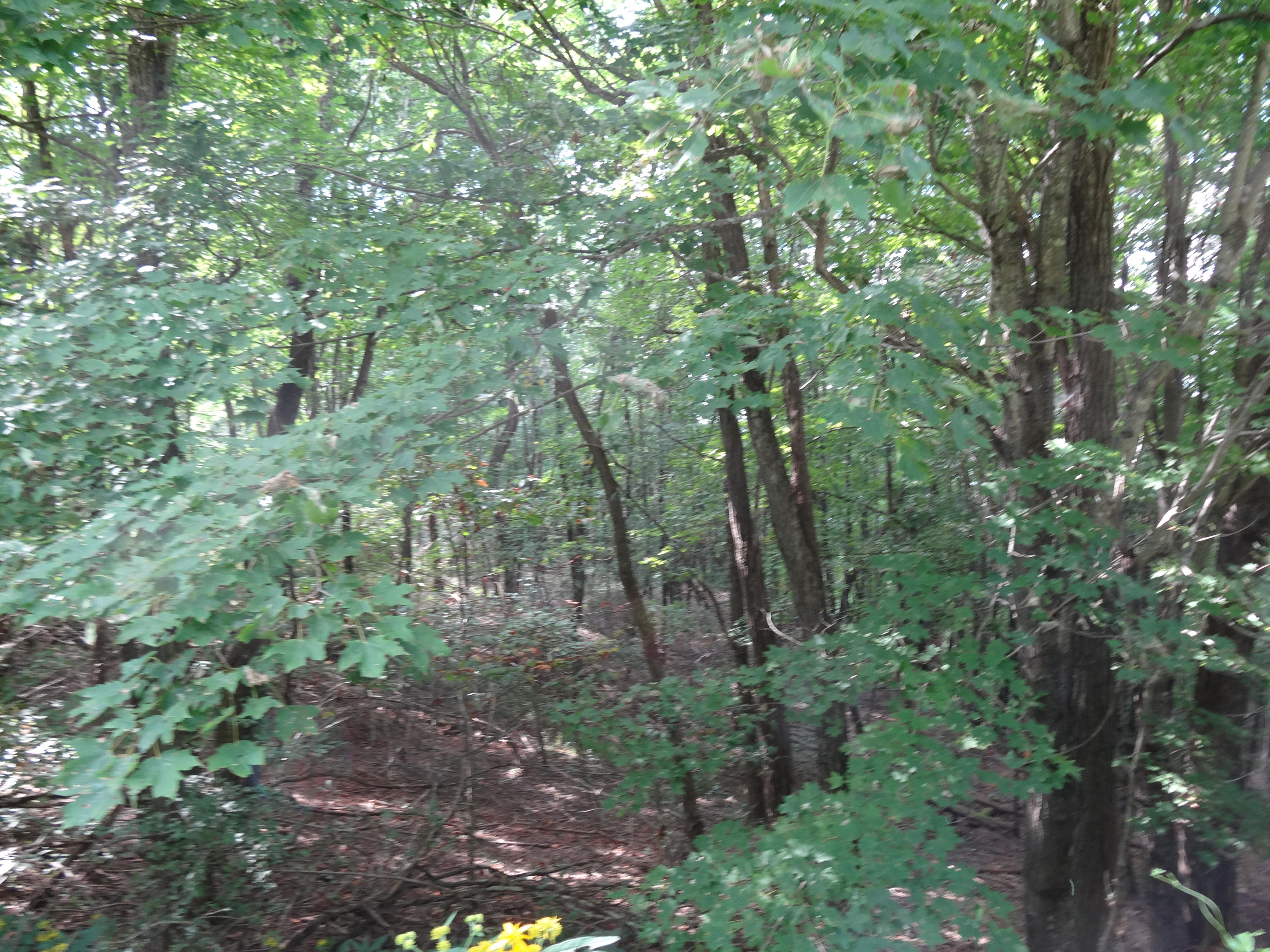 Knobbs Rd Union Union, WV 24983 - Photo 10 of 47 Gallery Image 10