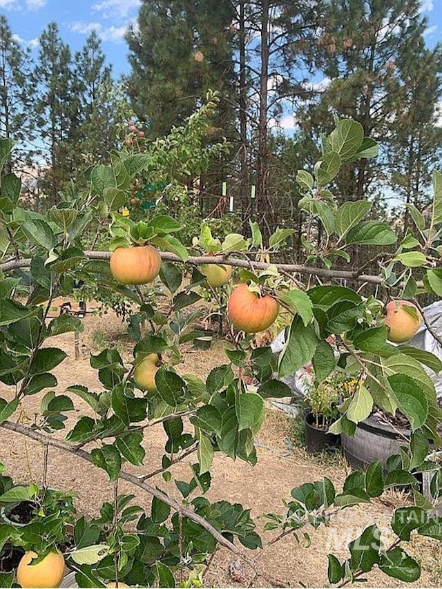 1000 Pardee Road Kamiah, ID 83536 - Photo 39 of 50 Established apple tree featuring ripening fruit