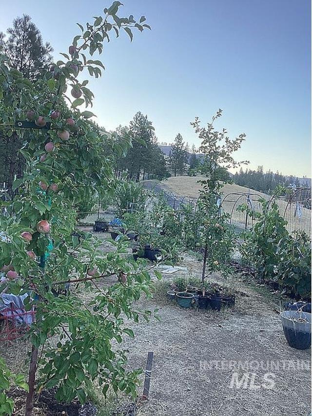 1000 Pardee Road Kamiah, ID 83536 - Photo 40 of 50 Orchard setting featuring multiple fruit-bearing trees and potted plants
