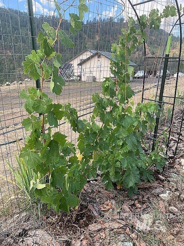 1000 Pardee Road Kamiah, ID 83536 - Photo 41 of 50 Established grapevines supported by metal trellises