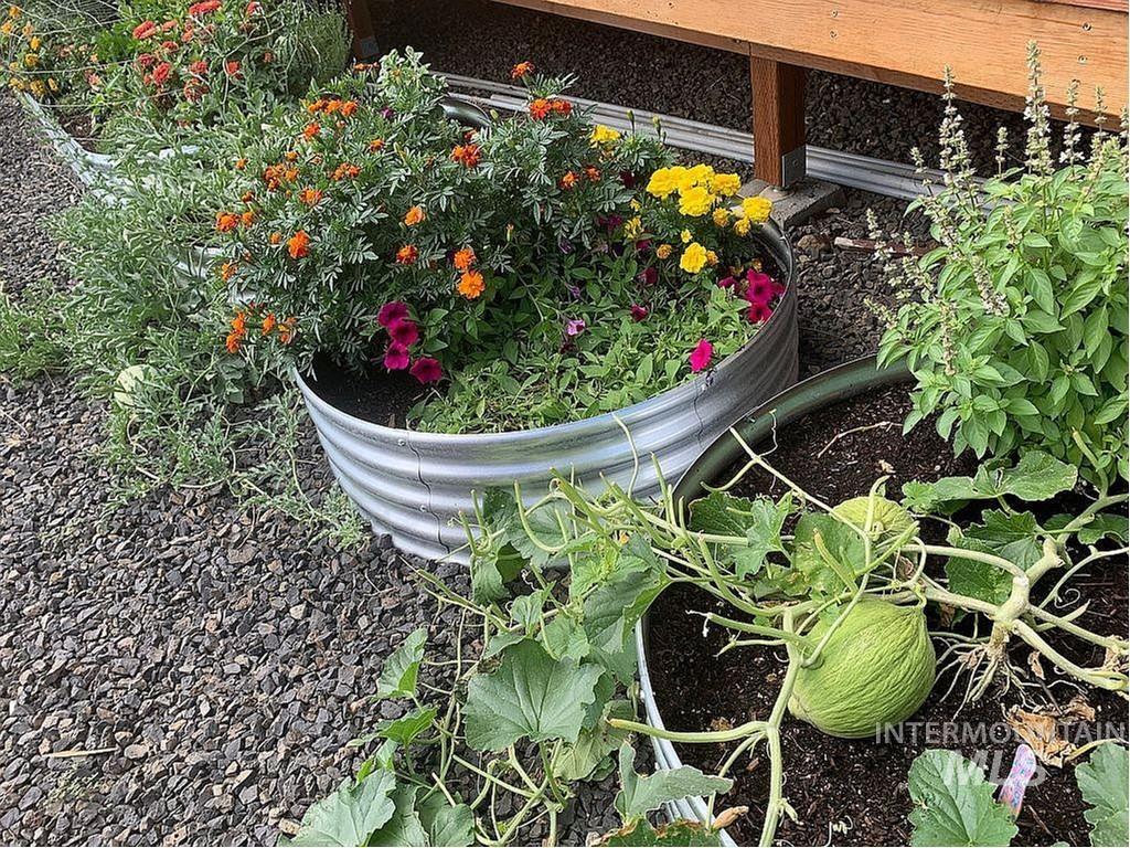 1000 Pardee Road Kamiah, ID 83536 - Photo 46 of 50 Galvanized steel planters featuring vibrant marigolds, assorted flowering plants, and a growing melon plant