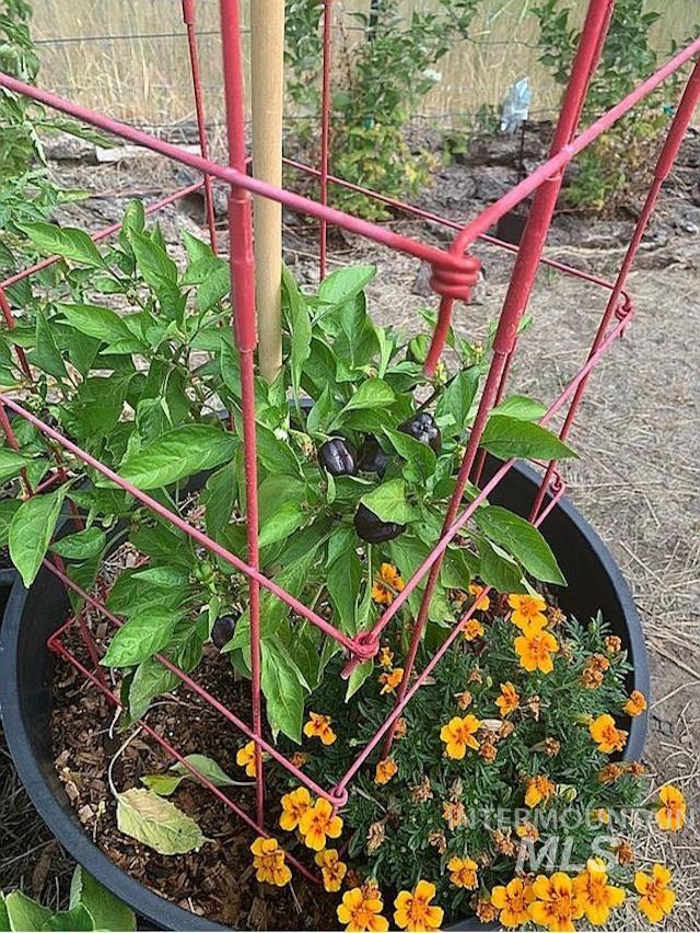 1000 Pardee Road Kamiah, ID 83536 - Photo 47 of 50 Potted plant arrangement featuring a green pepper plant with ripening dark peppers and vibrant orange marigolds