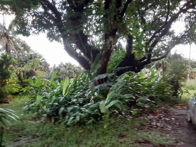 35 Door Of Faith Road Haiku, HI 96708 - Photo 5 of 8 a view of a garden with plants