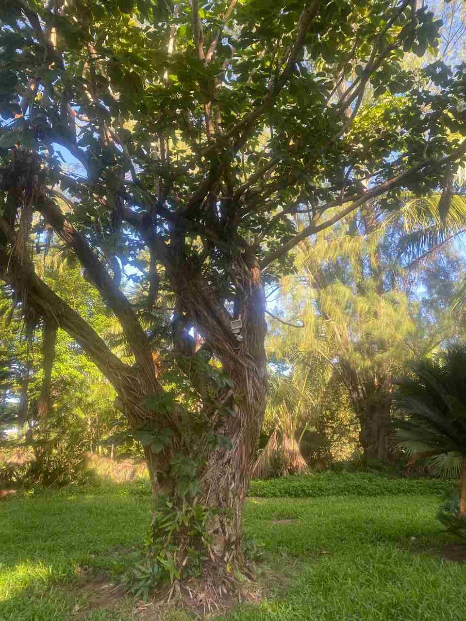 35 Door Of Faith Road Haiku, HI 96708 - Photo 6 of 8 a backyard of a house with lots of green space