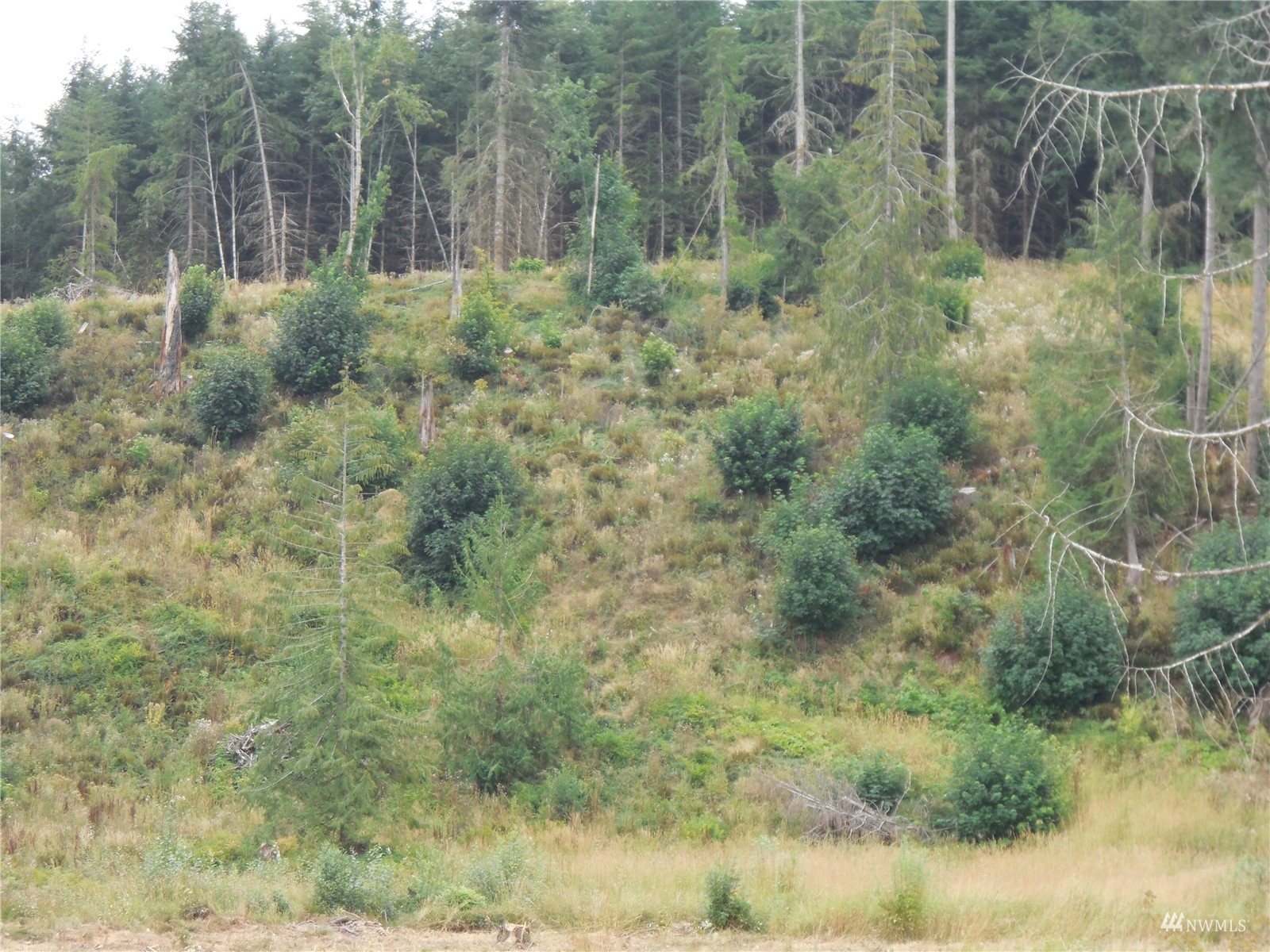 00 Smokey Valley Road Toledo, WA 98591 - Photo 15 of 22