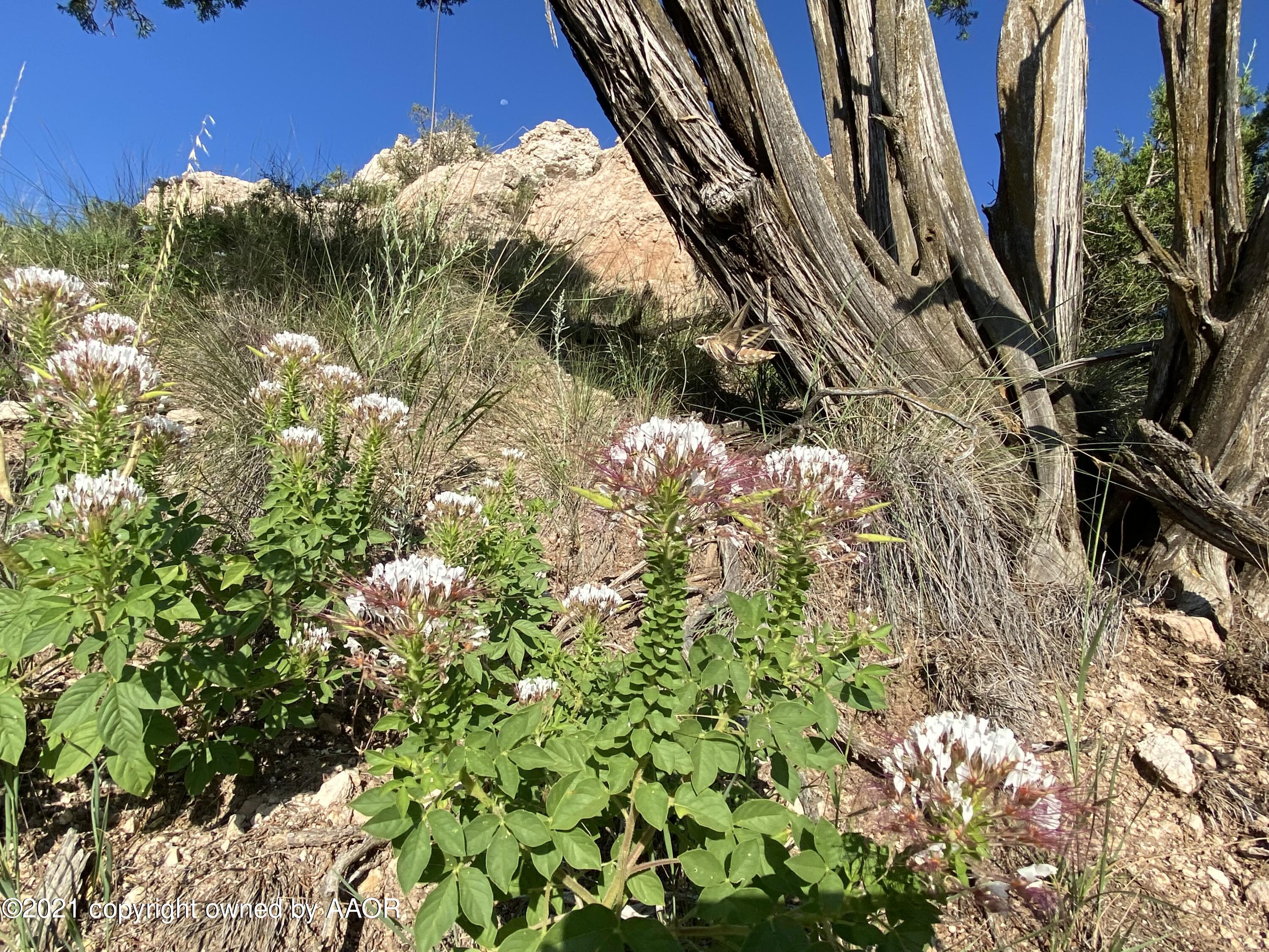 100 Ranch Parkway Canyon, TX 79015 - Photo 11 of 20 Nature's Foliage