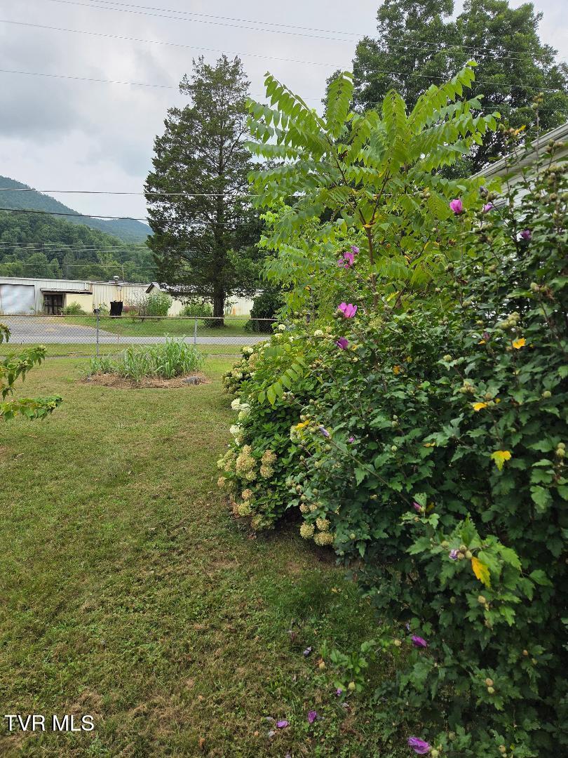 122 Dennis Cove Road Hampton, TN 37658 - Photo 15 of 17 Shrubs