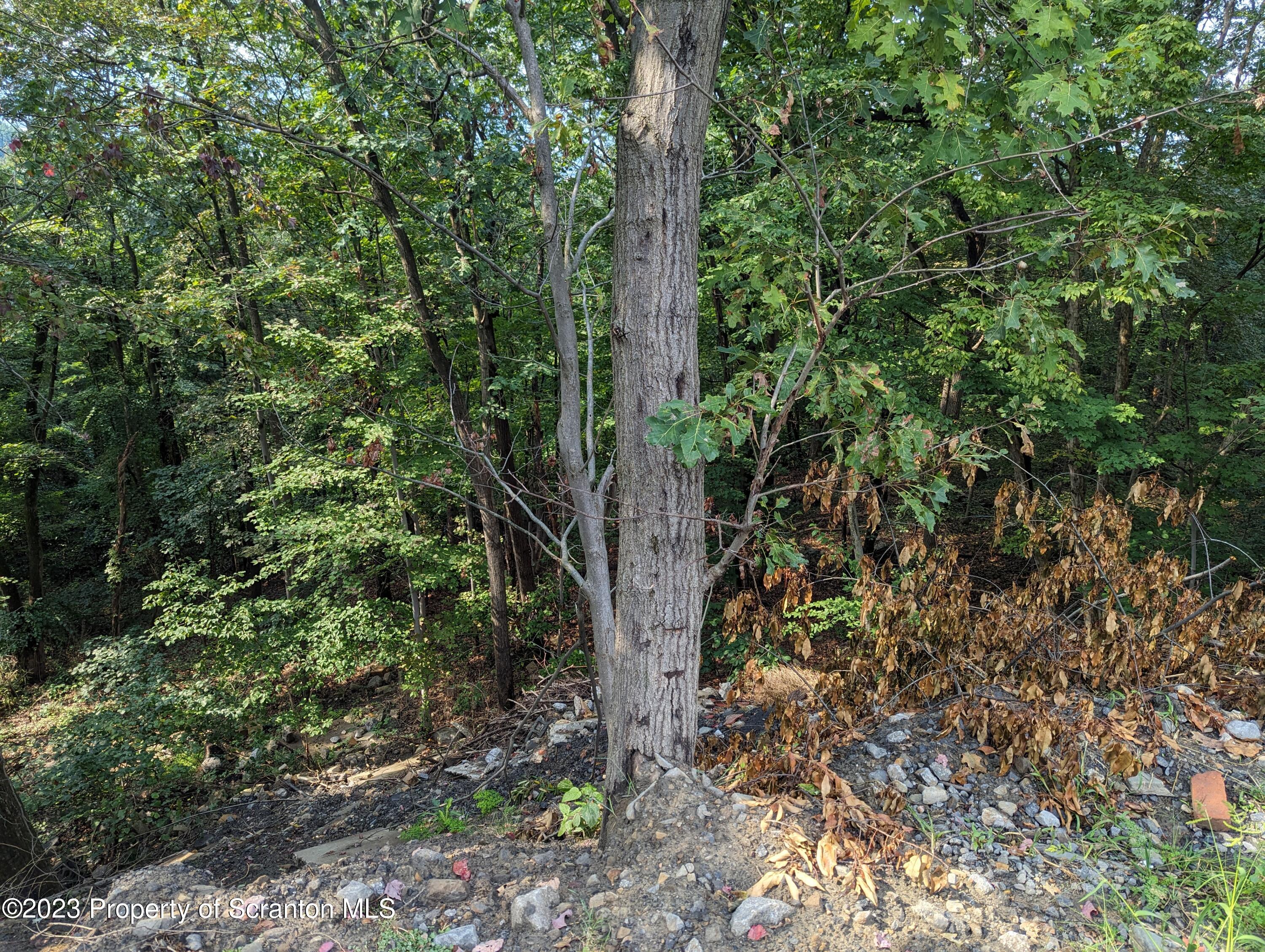 Brook Street Scranton, PA 18505 - Photo 4 of 9 a view of forest