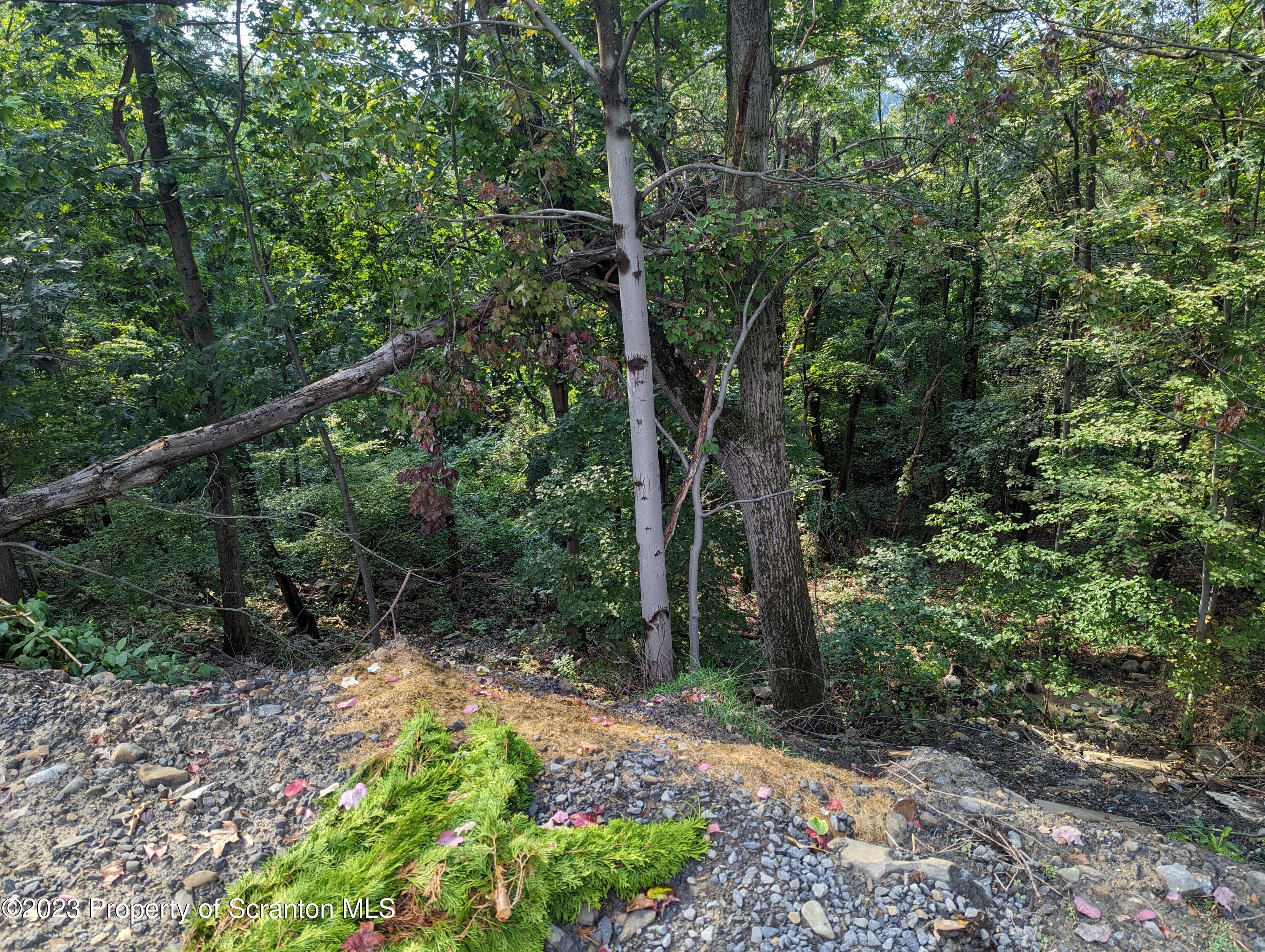 Brook Street Scranton, PA 18505 - Photo 5 of 9 a view of a forest with trees