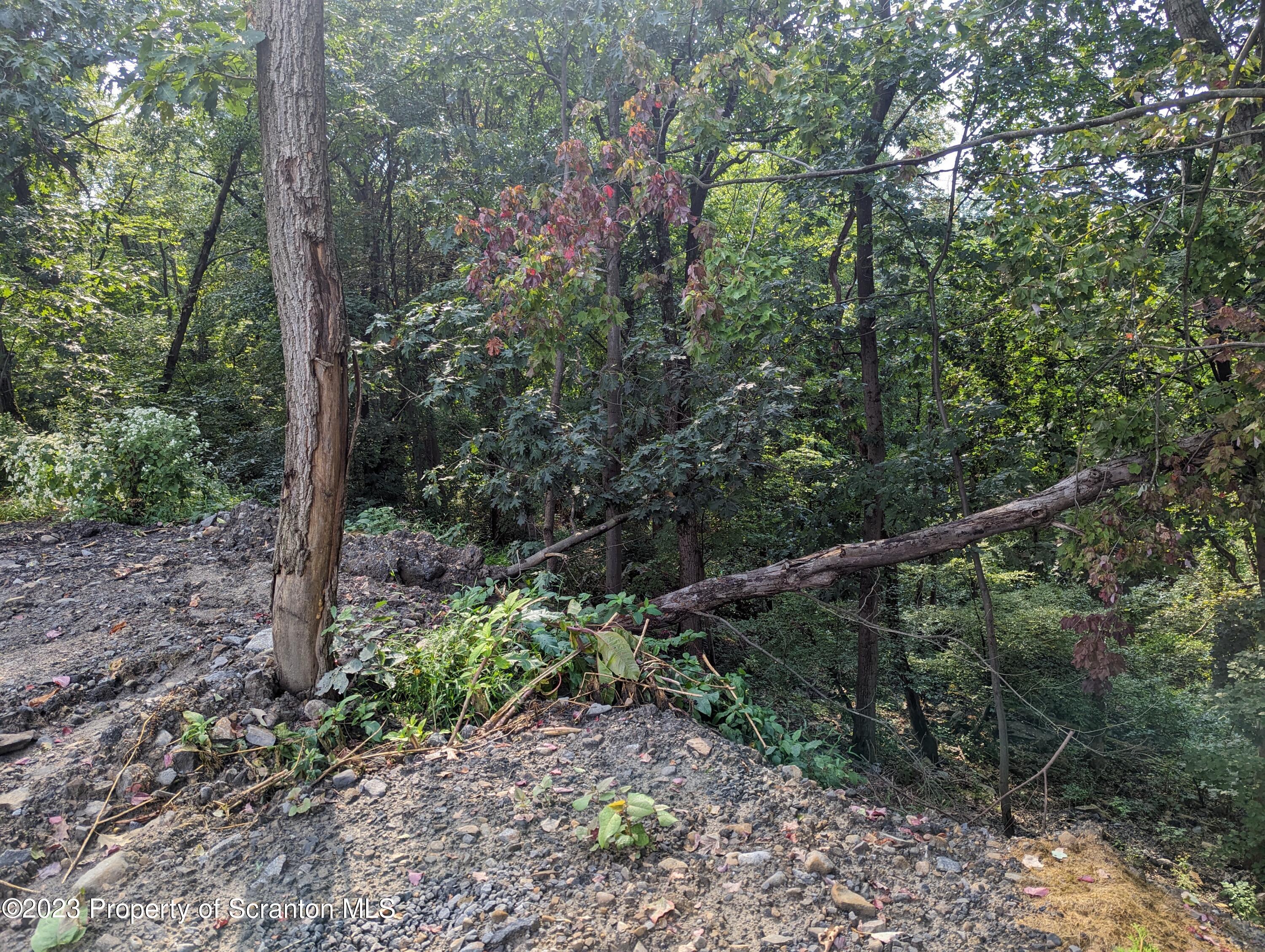 Brook Street Scranton, PA 18505 - Photo 6 of 9 a view of a forest with trees