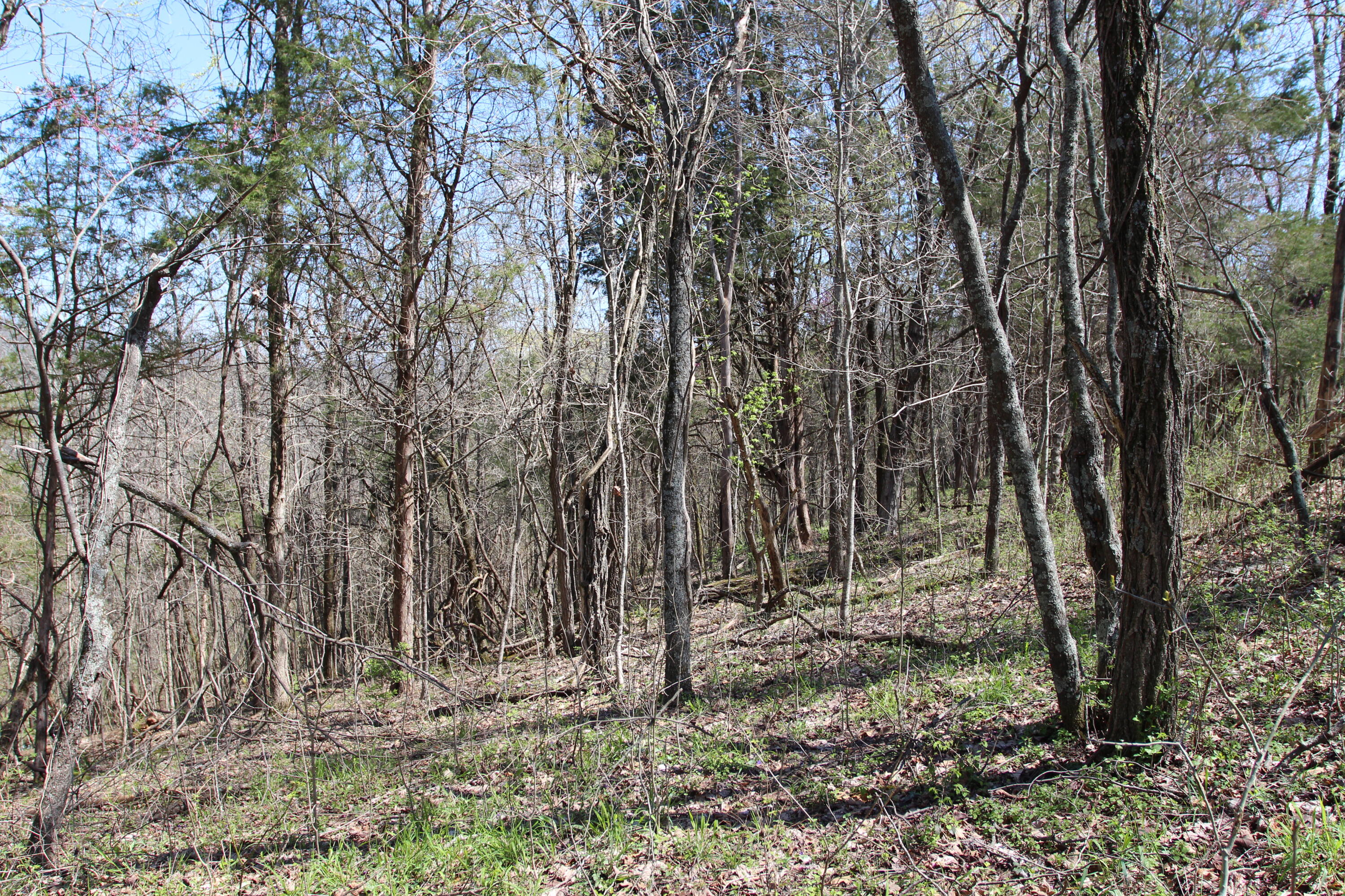 127 Owenton Road Owenton, KY 40359 - Photo 14 of 33 1- land owen county (13)