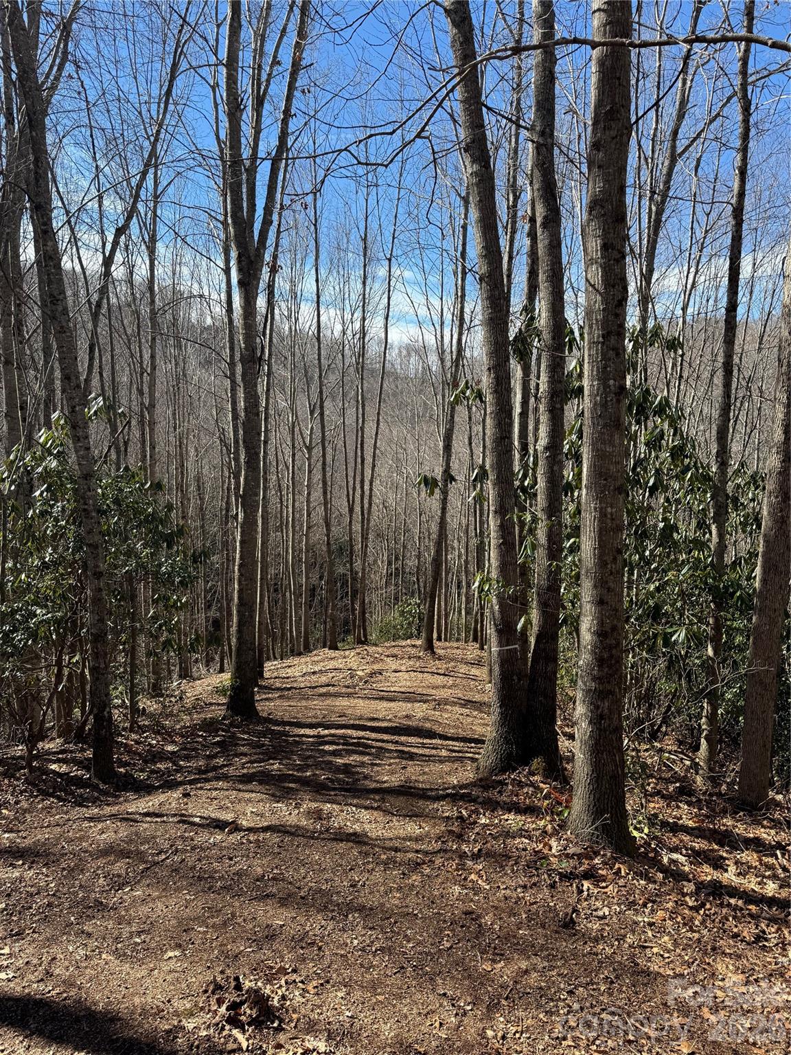 236 Down The Hill Road Sylva, NC 28779 - Photo 3 of 4 a view of park with large trees