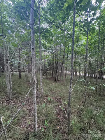 a view of a forest filled with trees