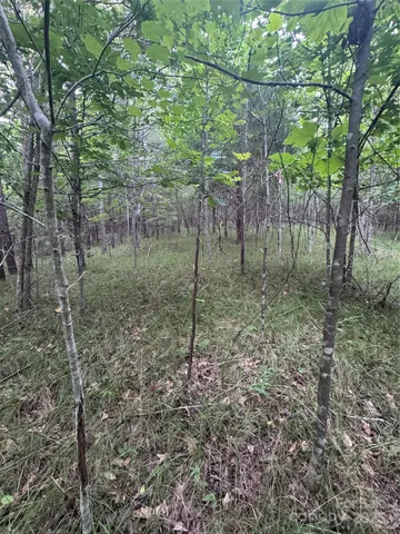 a view of a forest filled with trees
