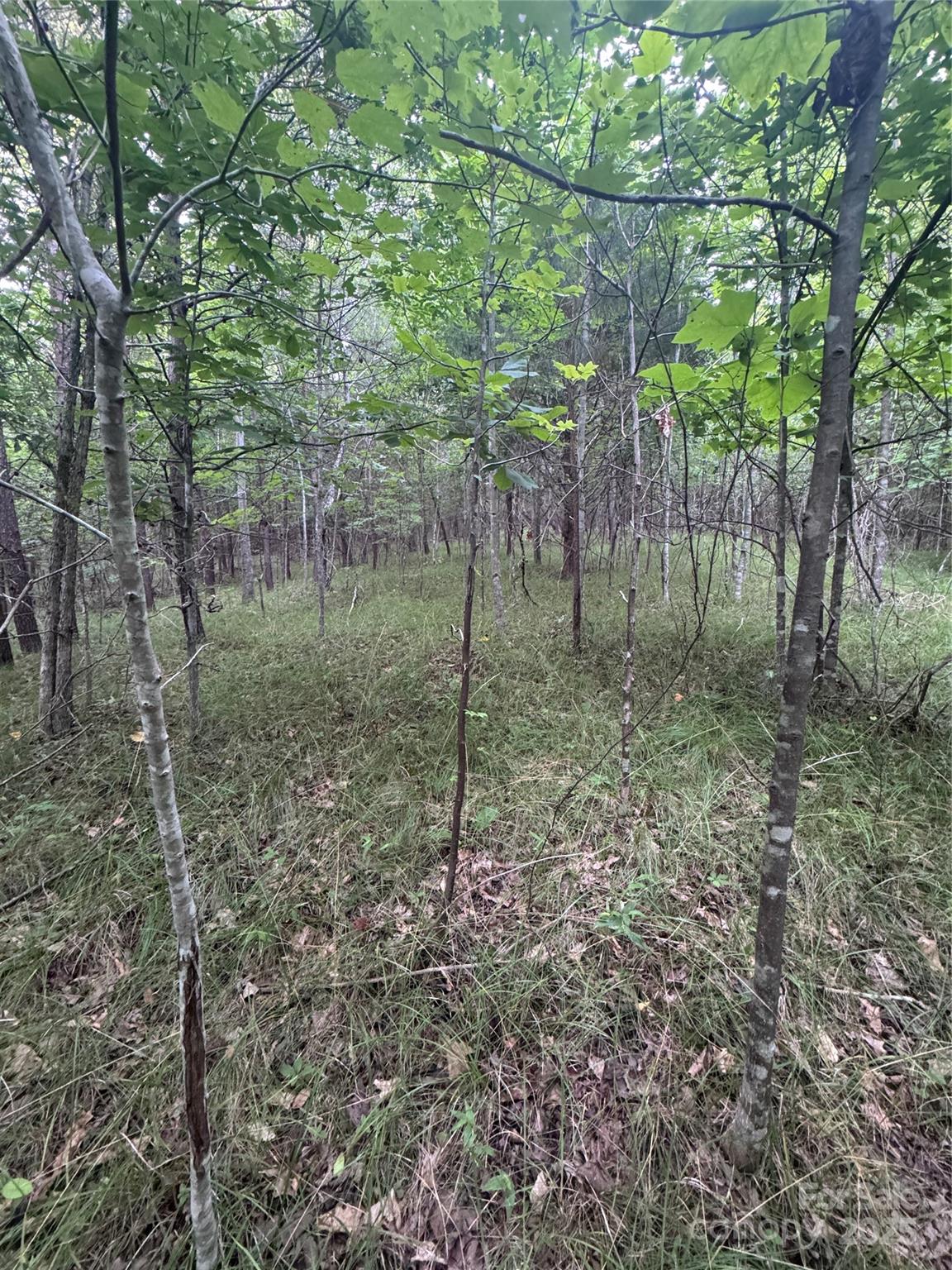 0 Cross Creek Drive, Unit 67 Rutherfordton, NC 28139 - Photo 14 of 17 a view of a forest filled with trees
