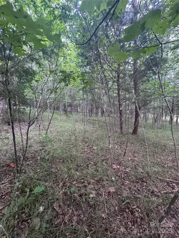 a view of a forest with lots of trees