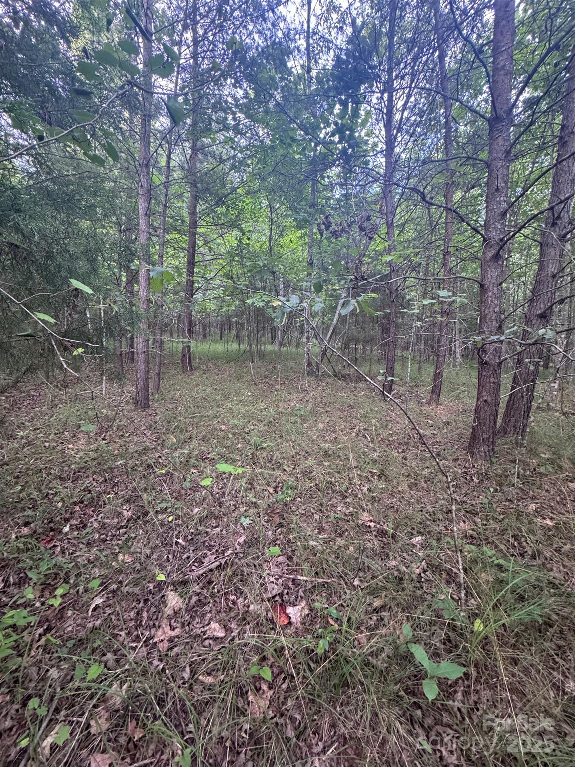 0 Cross Creek Drive, Unit 67 Rutherfordton, NC 28139 - Photo 17 of 17 a view of a forest with trees