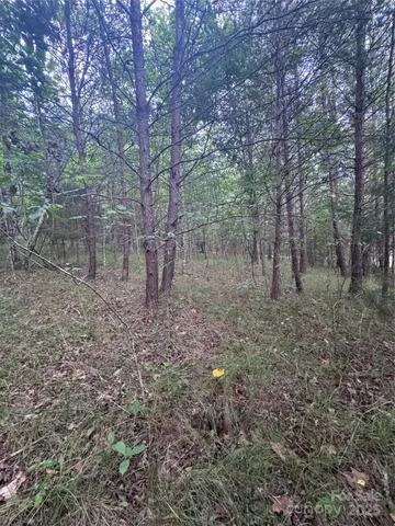 a view of a forest with trees in the background