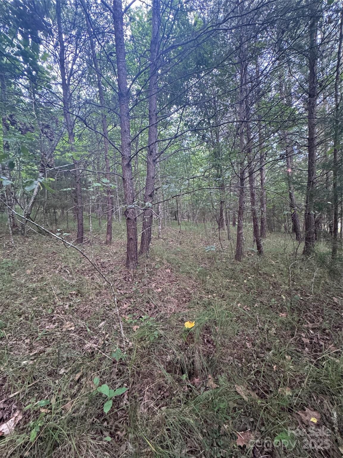 0 Cross Creek Drive, Unit 67 Rutherfordton, NC 28139 - Photo 2 of 17 a view of a forest with trees in the background