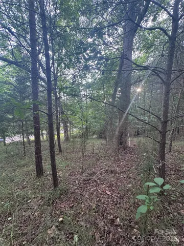 a view of a forest filled with trees