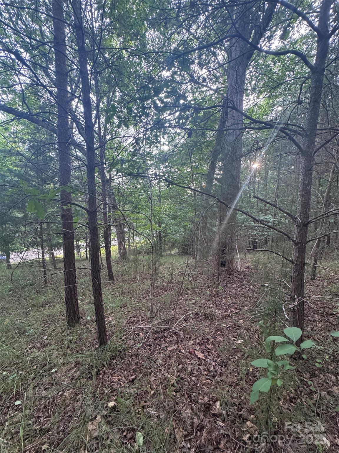 0 Cross Creek Drive, Unit 67 Rutherfordton, NC 28139 - Photo 3 of 17 a view of a forest filled with trees