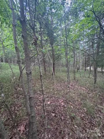 a view of a forest with trees in the background