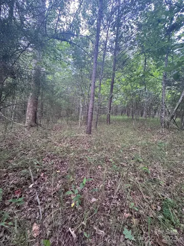 a view of a forest with trees in the background
