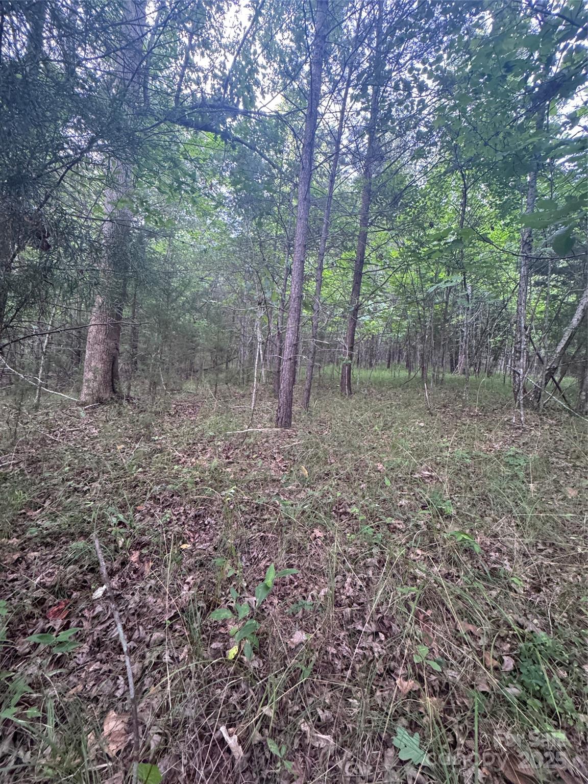 0 Cross Creek Drive, Unit 67 Rutherfordton, NC 28139 - Photo 5 of 17 a view of a forest with trees in the background