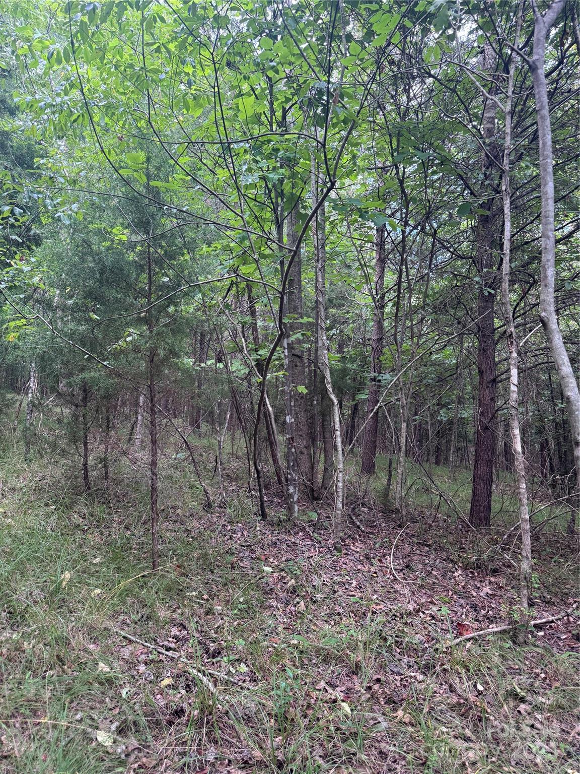 0 Cross Creek Drive, Unit 67 Rutherfordton, NC 28139 - Photo 6 of 17 a view of a forest