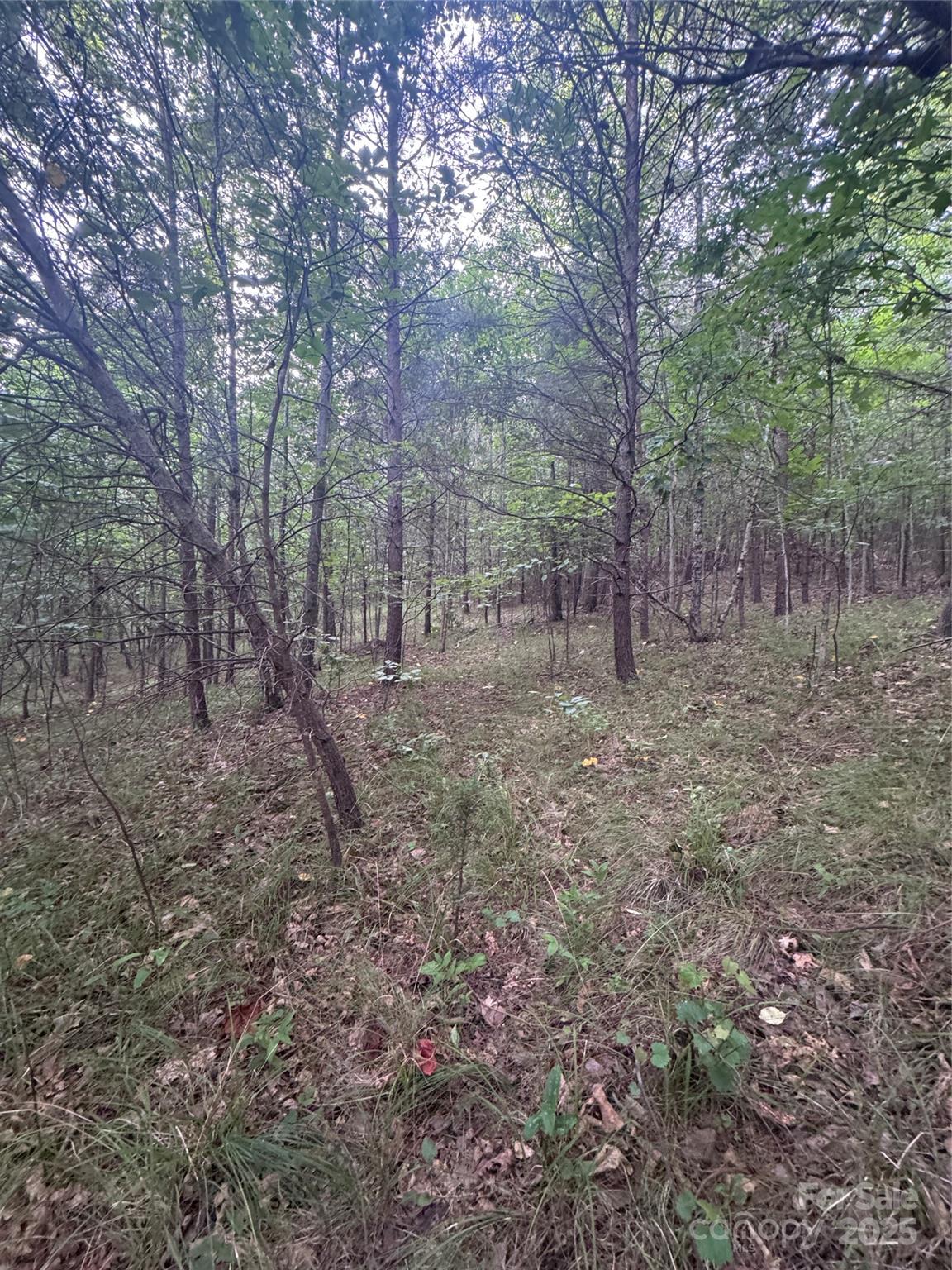 0 Cross Creek Drive, Unit 67 Rutherfordton, NC 28139 - Photo 8 of 17 a view of a forest with trees in the background