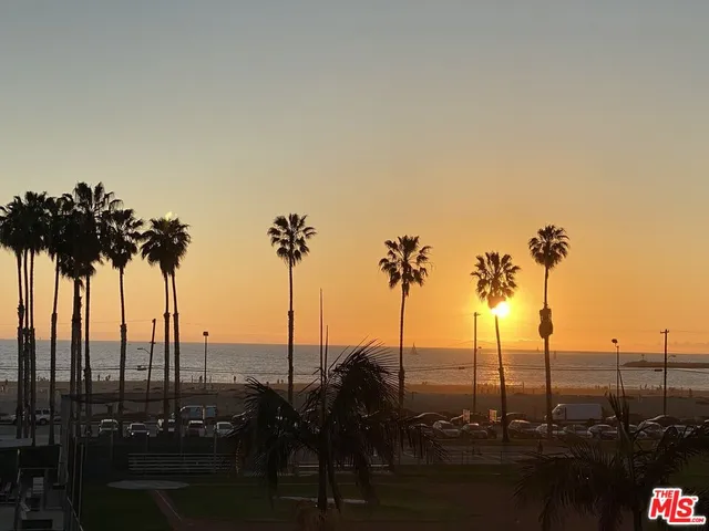 a view of palm trees