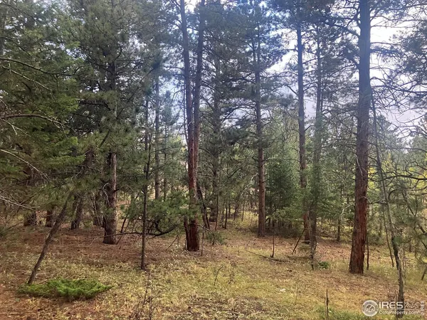 a view of a forest filled with trees