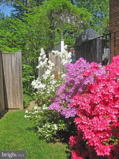 1705 Noyes Lane Silver Spring, MD 20910 - Photo 29 of 30 a bunch of flowers and trees